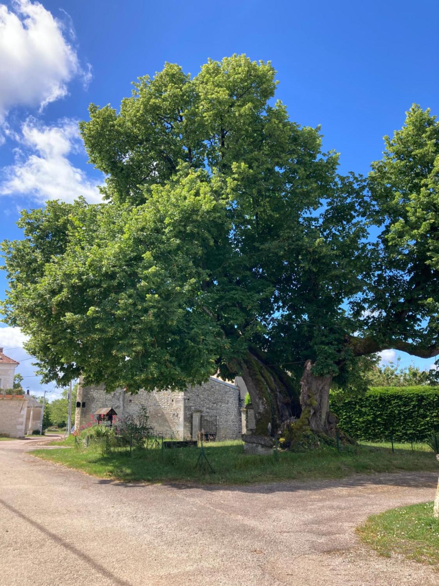 Longere Campagne 10 Pers. Proche Guedelon Vila Sougeres-en-Puisaye Exterior foto